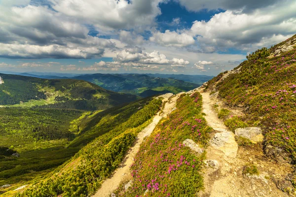 sihirli pembe ormangülü çiçek Dağları