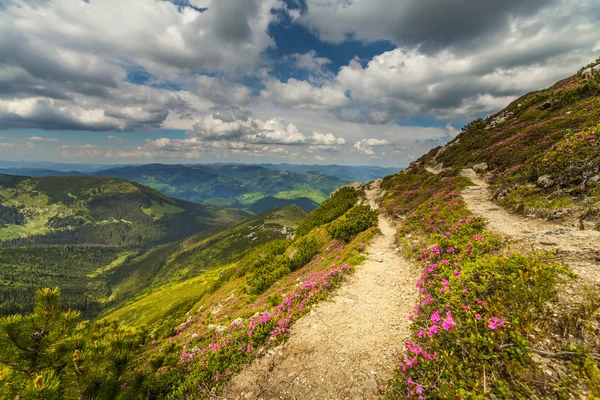 魔法のピンクのツツジの花山 — ストック写真