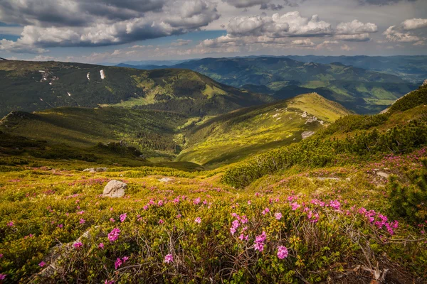 魔法のピンクのツツジの花山 — ストック写真