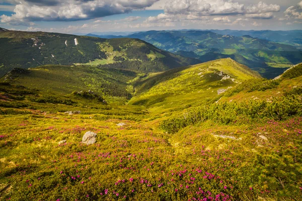 Magia różanecznik różowy kwiat w górach — Zdjęcie stockowe