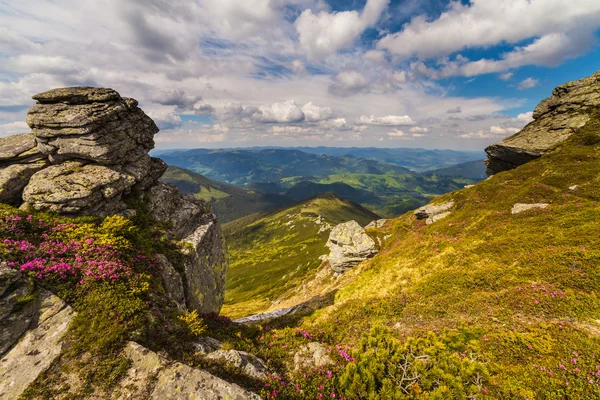 魔法のピンクのツツジの花山 — ストック写真