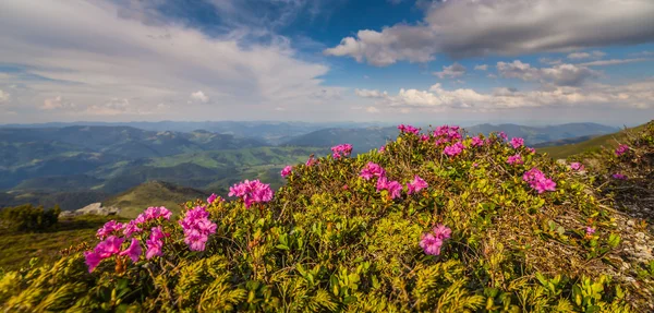 Magic pink rhododendron flowers in the mountains — Stock Photo, Image