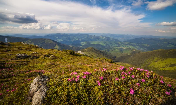 魔法のピンクのツツジの花山 — ストック写真