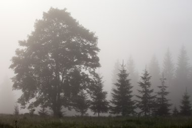 Sabah sis ile güzel gündoğumu