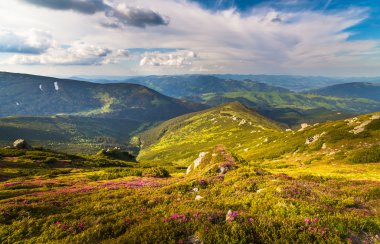 sihirli pembe ormangülü çiçek Dağları