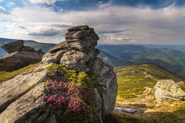 Magic pink rhododendron flowers in the mountains — Stock Photo, Image