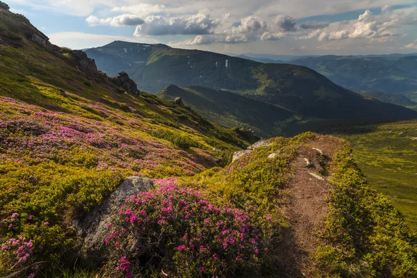 산에서 매직 핑크 진달래 꽃 — 스톡 사진