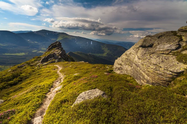 Kouzelný Růžový rododendron květiny v horách — Stock fotografie