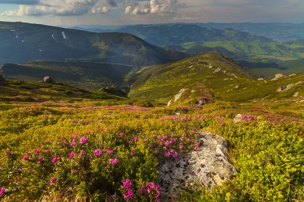 Fiori di rododendro rosa magico in montagna — Foto Stock