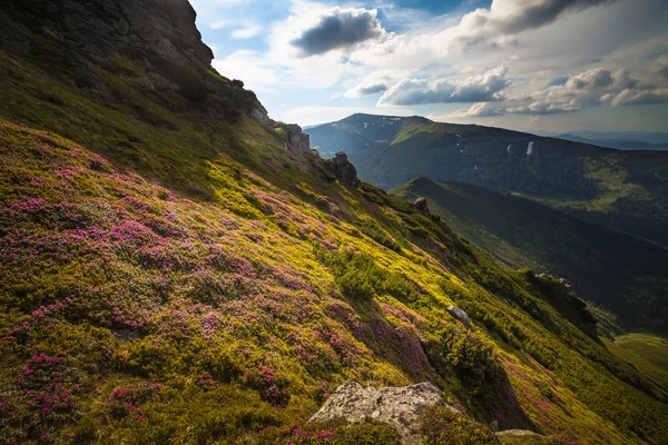 魔法のピンクのツツジの花山 — ストック写真