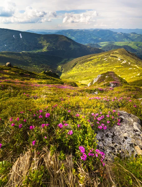 魔法のピンクのツツジの花山 — ストック写真