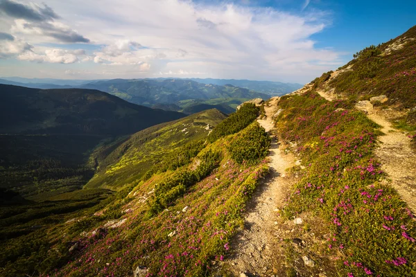 魔法のピンクのツツジの花山 — ストック写真