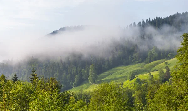 Туманний ранковий в Карпатах — стокове фото