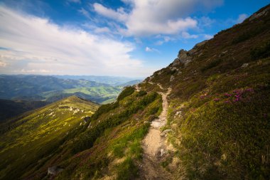 sihirli pembe ormangülü çiçek Dağları