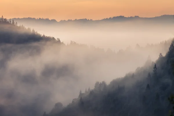 A reggeli köd gyönyörű napfelkeltét — Stock Fotó