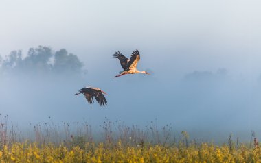 bir alanın üzerinde iki leylek sinek