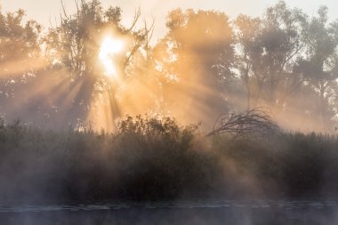 oak Grove yaz manzara yoğun sis 