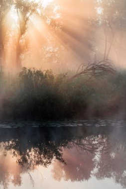 oak Grove yaz manzara yoğun sis 