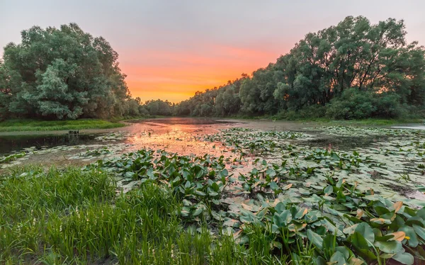 Fantastické mlžné řeky s čerstvé zelené trávě v slunečných paprsků. — Stock fotografie