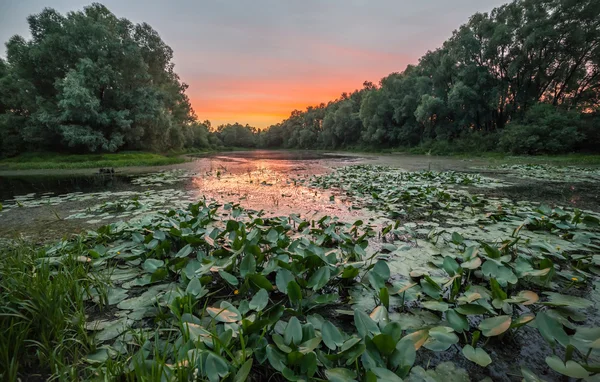 밝은 광선에 신선한 녹색 잔디와 함께 환상적인 안개 강. — 스톡 사진