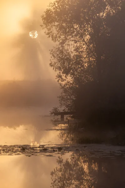 Summer landscape dense fog in the oak grove — Stock Photo, Image