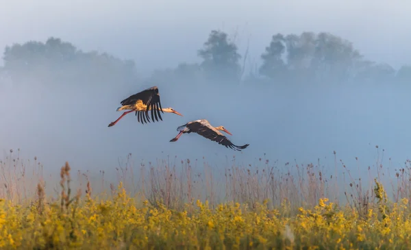 Two storks fly over a field — Stock Photo, Image