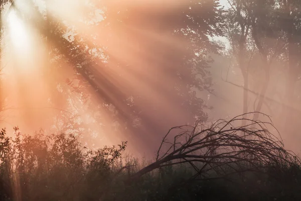 Verão paisagem densa nevoeiro no bosque de carvalho — Fotografia de Stock