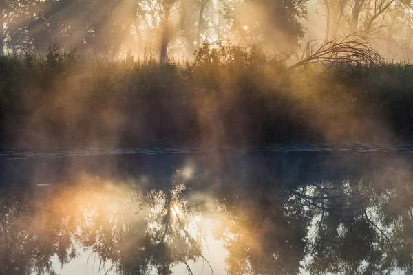 Verão paisagem densa nevoeiro no bosque de carvalho — Fotografia de Stock