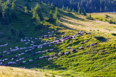 Koyun sürüsü yeşil çimlerde