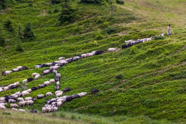 Koyun sürüsü yeşil çimlerde