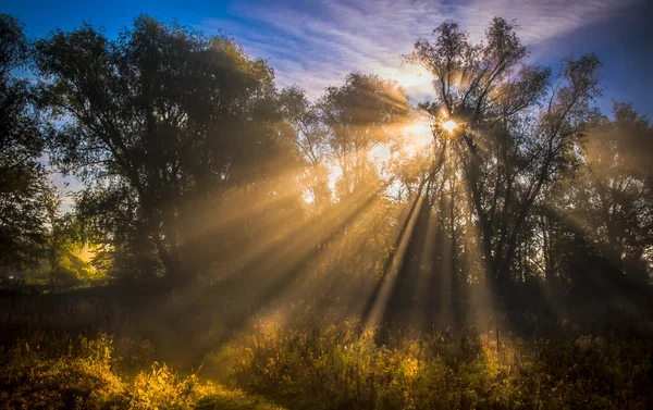 Paisagem florestal de outono — Fotografia de Stock