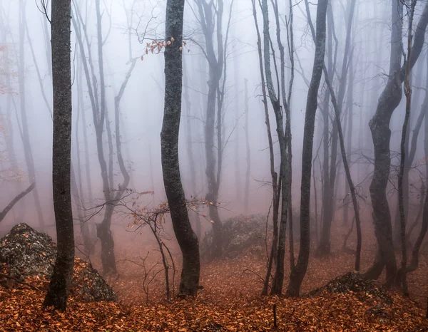 Paysage forestier d'automne — Photo