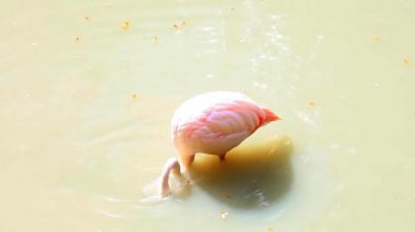 Gölde yeme flamingolar