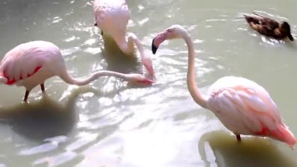 Flamants roses mangeant dans le lac 