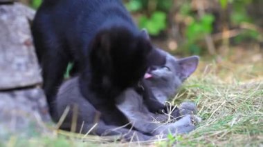 çiftlik Bahçe yaz çim üzerinde oynayan kedi