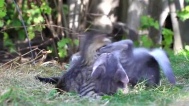 çiftlik Bahçe yaz çim üzerinde oynayan kedi