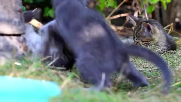 Katten spelen op boerderij tuin zomer gras — Stockvideo
