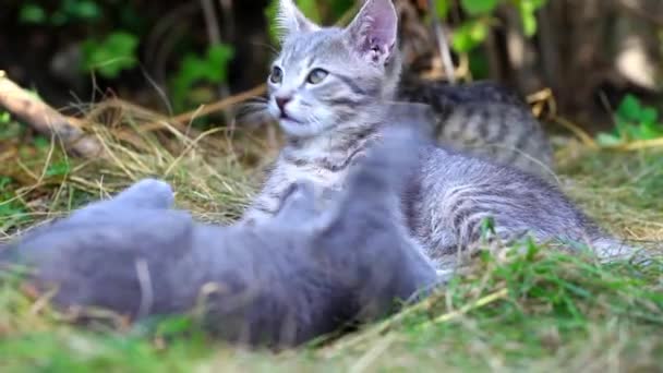 农场花园夏天草地上玩耍的猫 — 图库视频影像
