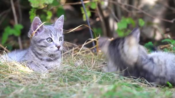 Γάτες παίζουν σε χόρτο αγρόκτημα κήπων το καλοκαίρι — Αρχείο Βίντεο
