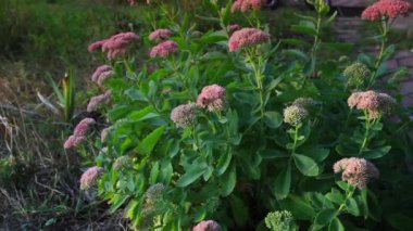 Çiçekler dolly vurdu