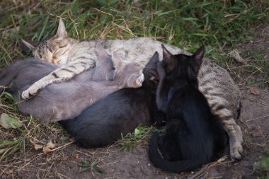 Onu yavru kedi Hemşirelik kedi