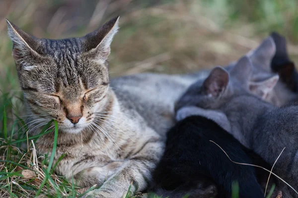 Gato amamentando seus gatinhos — Fotografia de Stock