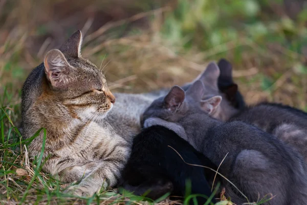 Gato amamentando seus gatinhos — Fotografia de Stock