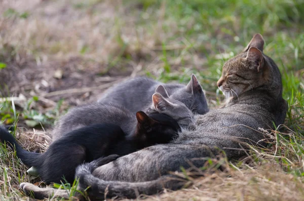 Gato amamentando seus gatinhos — Fotografia de Stock