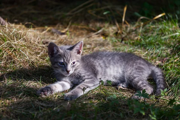 Gatinhos pequenos descansando ao ar livre no dia de verão — Fotografia de Stock
