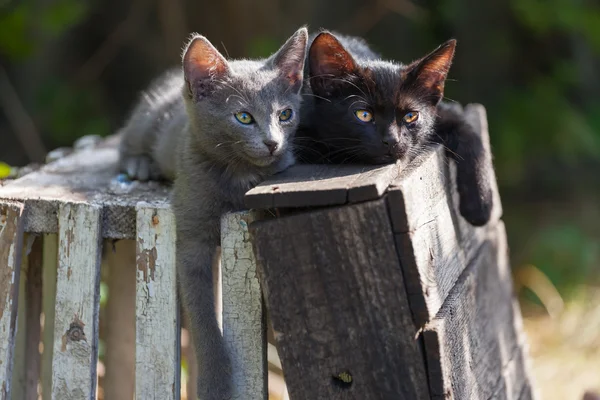 Small kittens resting outdoors at summer day — Stock Photo, Image