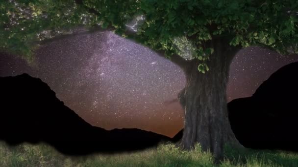 Chêne solitaire sous le ciel étoilé — Video