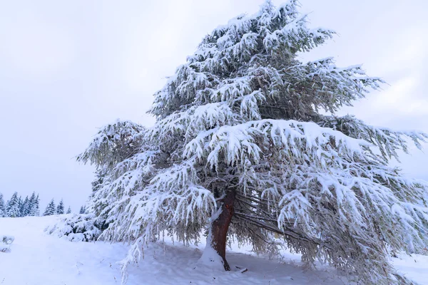 Tannenbäume vom Schnee bedeckt — Stockfoto