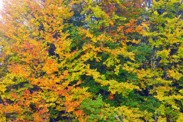 Fundo com outono folhas coloridas — Fotografia de Stock