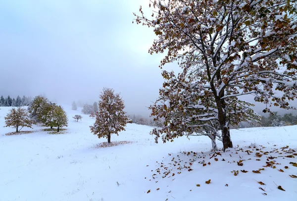 První pád sněhu. Žlutá březové listí na sněhu — Stock fotografie